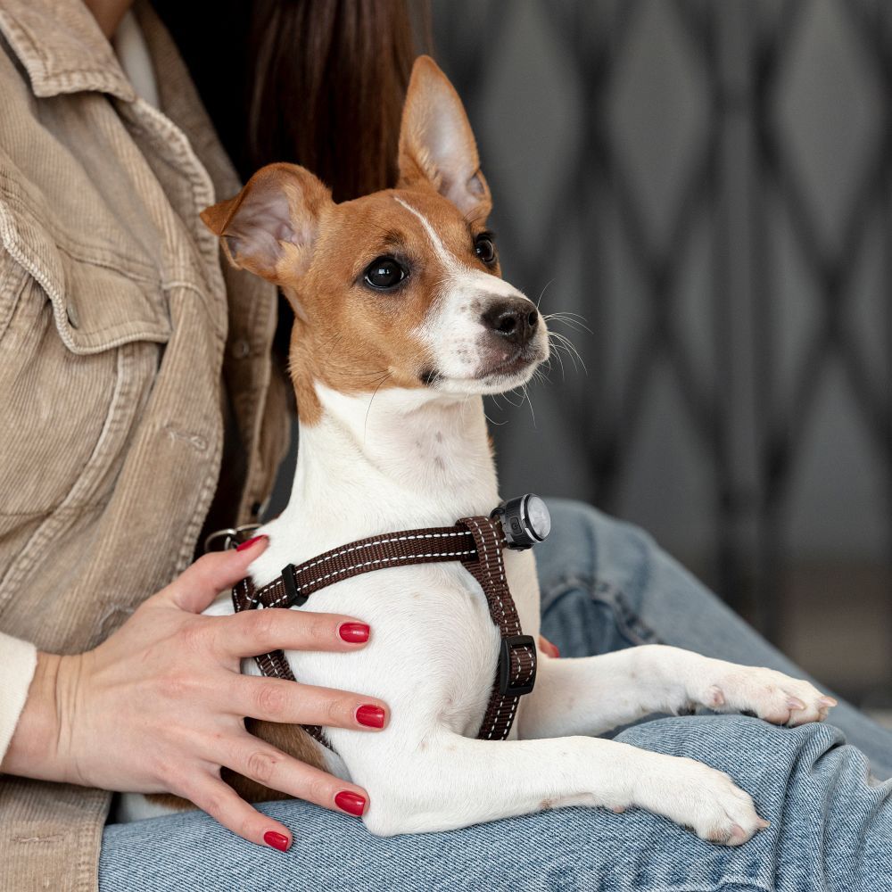 Ładowalna lampka dla psa dla średnich i dużych psów UMO24011